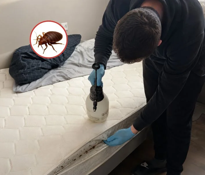 Technicien traitant un matelas contre les punaises de lit à Leudeville
